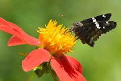 Codatractus arizonensis