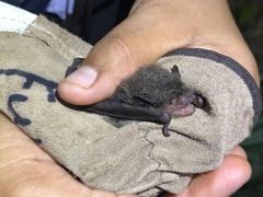 Eptesicus furinalis