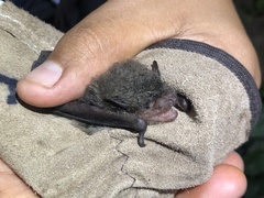 Eptesicus furinalis
