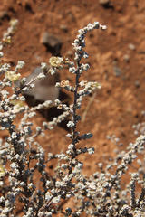 Salsoloideae