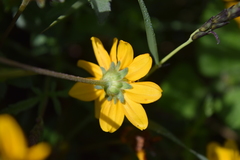 Lasianthaea aurea