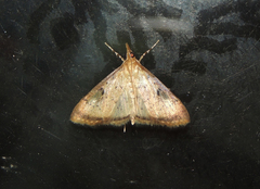 Triuncidia eupalusalis