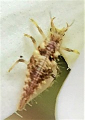 Chrysoperla comanche