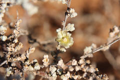 Salsoloideae