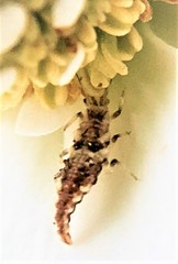 Chrysoperla comanche