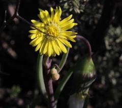 Crassothonna protecta