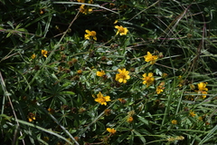 Lasianthaea aurea