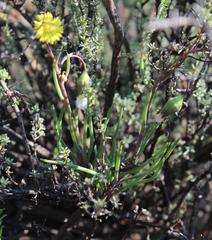 Crassothonna protecta