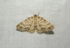 Paraphoides