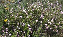 Pelargonium crispum