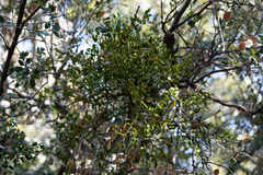Phoradendron leucarpum tomentosum