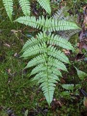 Dryopteris ryo-itoana