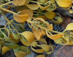 Phoradendron leucarpum tomentosum