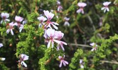 Pelargonium crispum