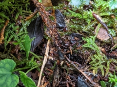 Dryopteris ryo-itoana