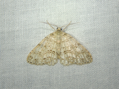 Paraphoides