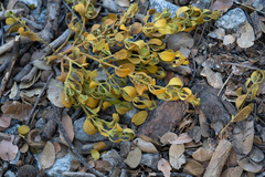 Phoradendron leucarpum tomentosum