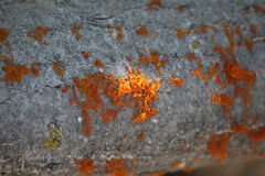 Cytospora chrysosperma