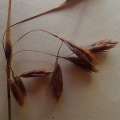 Thamnochortus kammanassiae