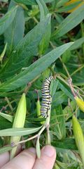 Danaus plexippus