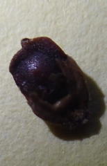 Thamnochortus kammanassiae