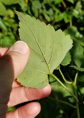 Humulus lupulus pubescens