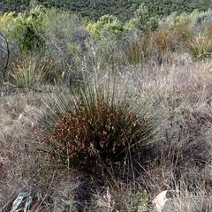 Thamnochortus kammanassiae