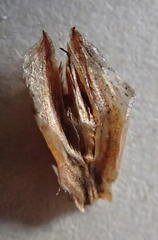 Thamnochortus kammanassiae