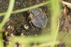 Gelastocoris oculatus