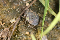 Gelastocoris oculatus