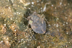 Gelastocoris oculatus