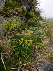 Aciphylla dissecta