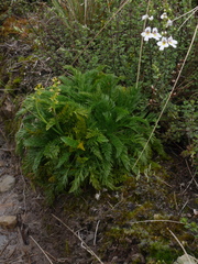 Aciphylla dissecta