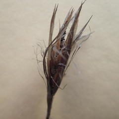 Thamnochortus kammanassiae