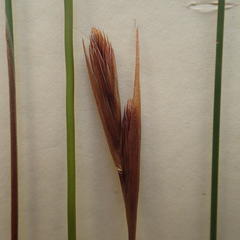 Thamnochortus kammanassiae