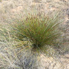 Thamnochortus kammanassiae