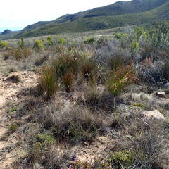 Thamnochortus kammanassiae