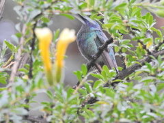 Colibri coruscans