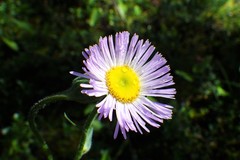 Erigeron glabellus