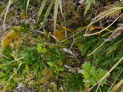 Aciphylla dissecta