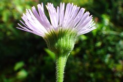 Erigeron glabellus