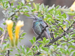 Colibri coruscans
