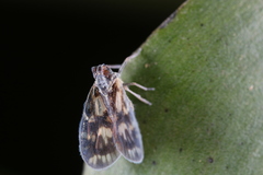 Bothriocera cognita