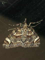 Microdes diplodonta