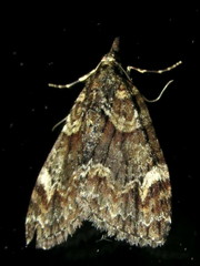 Microdes diplodonta