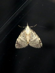 Microdes diplodonta