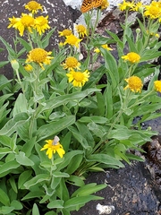 Arnica sororia