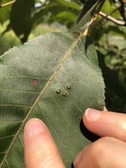 Caryomyia levicrustum