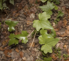 Dioscorea bryoniifolia