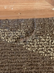 Hemidactylus turcicus